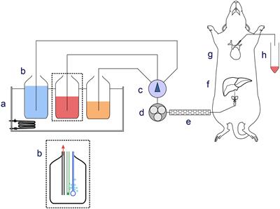 Lactate-Induced Glucose Output Is Unchanged by Metformin at a Therapeutic Concentration – A Mass Spectrometry Imaging Study of the Perfused Rat Liver
